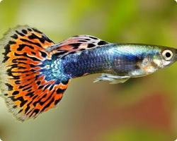 Imagem do peixe Guppies